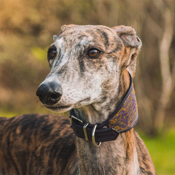 miniatura de un galgo español