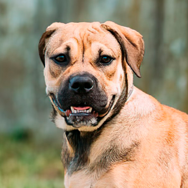 miniatura frontal de un ca de bou perro de presa mallorquín