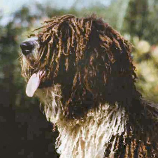perro de agua español
