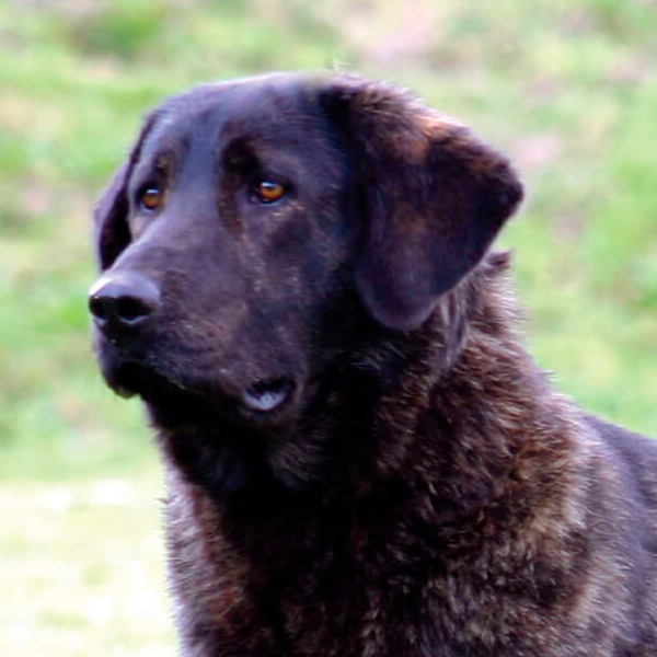 perro de castro laboreiro