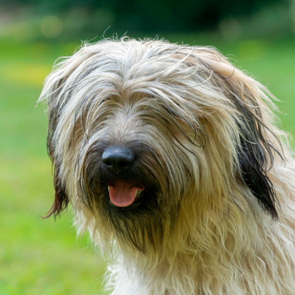Perro de Pastor Catalán (Gos d'Atura Català)