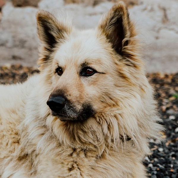 perro pastor garafiano