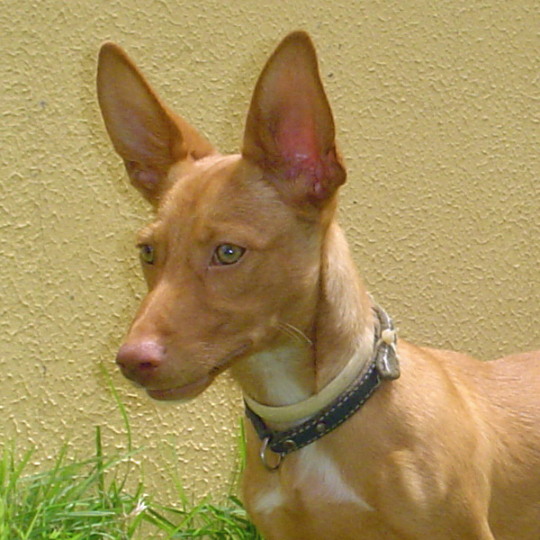 podenco andaluz maneto