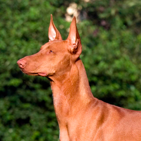 podenco andaluz
