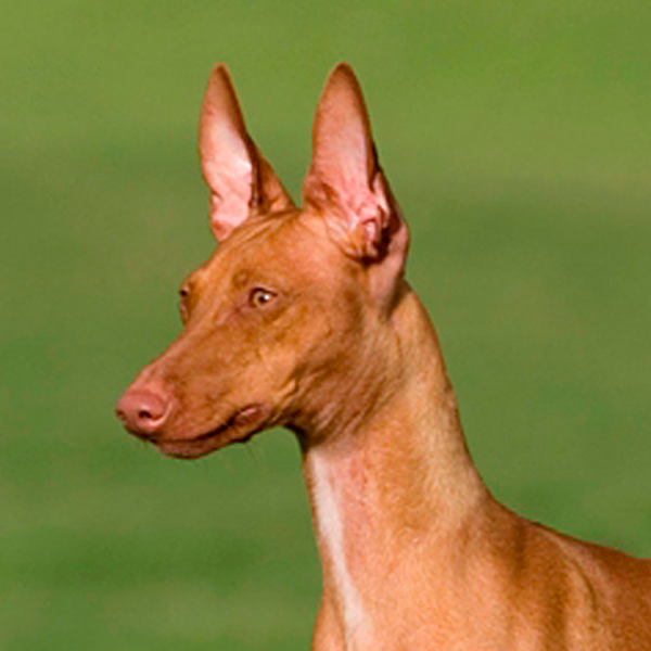 podenco canario