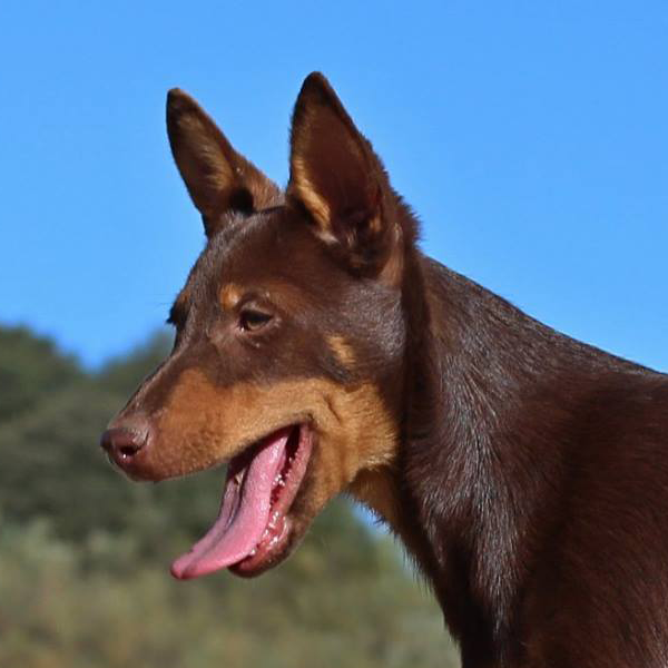 podenco orito