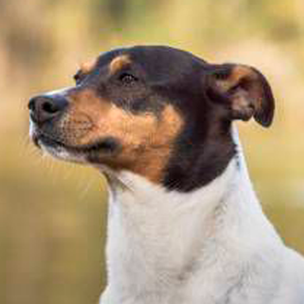 ratonero bodeguero andaluz