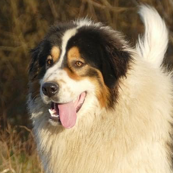 Tornjak (Pastor de Bosnia-Herzegovina y Croacia)